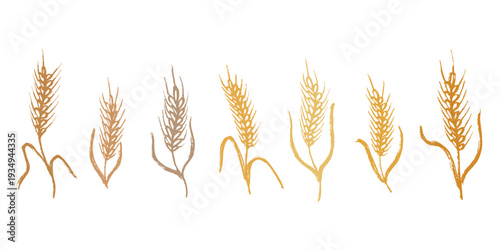 Set of hand drawn cereal wheat oat rye barley rice ears spikelet clipart Organic wheat bread agriculture farming harvest healthy food Single element for design print packaging label decor