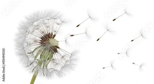 Dandelion seeds blowing in the wind