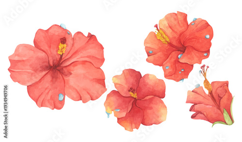 Set of Red Hibiscus Flower with Water Droplets. Watercolor illustration.