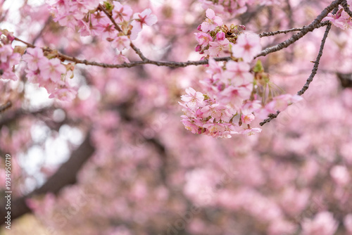 満開の河津桜のクローズアップ
