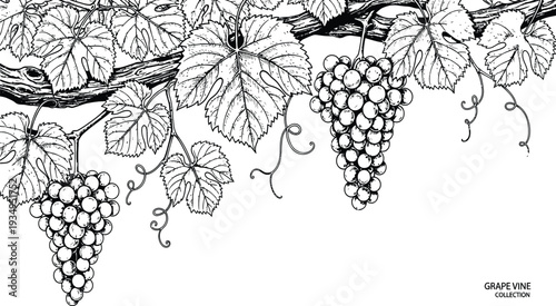 Detailed Black and White Grape Vine Vector Illustration Featuring Bunches of Grapes and Lush Leaves for Vineyard Wine and Garden Design Projects
