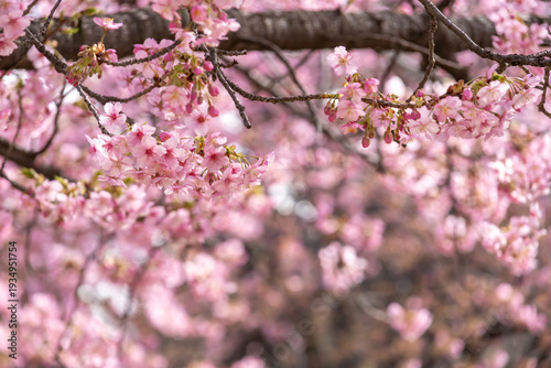 満開の河津桜のクローズアップ