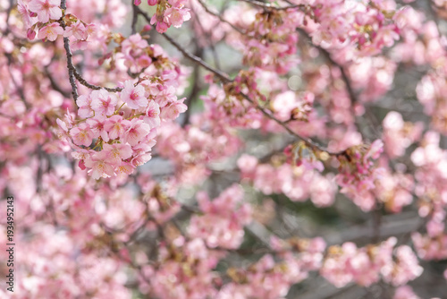 満開の河津桜のクローズアップ