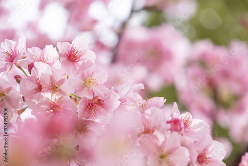 満開の河津桜のクローズアップ