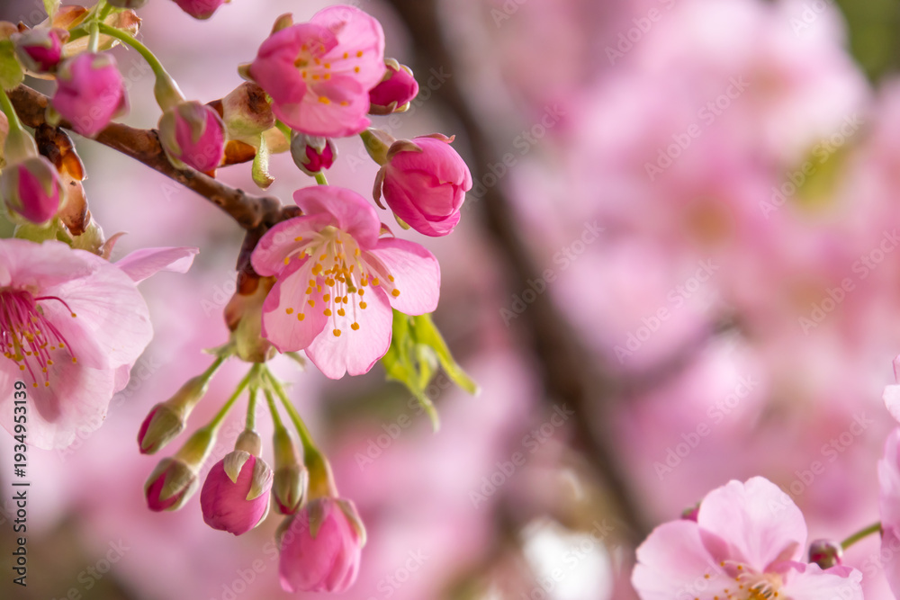 Fototapeta premium 満開の河津桜のクローズアップ