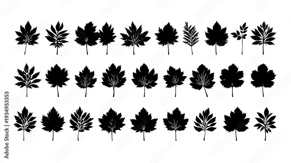 Fototapeta premium Silhouette Collection of Assorted Leaf Shapes in Black Vector