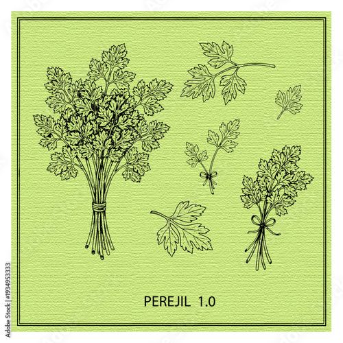 Hand drawn parsley leaves and branches: fresh aromatic botanical vector set