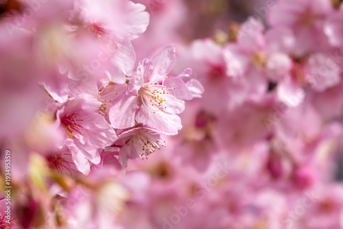 満開の河津桜のクローズアップ
