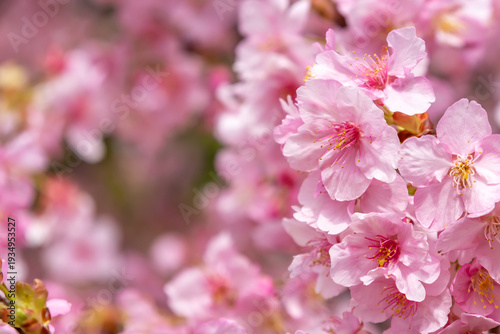 満開の河津桜のクローズアップ