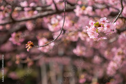満開の河津桜のクローズアップ