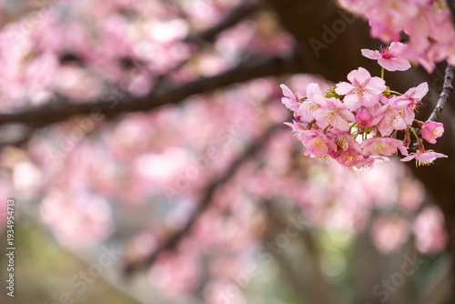 満開の河津桜のクローズアップ