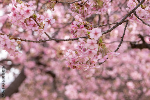 満開の河津桜のクローズアップ