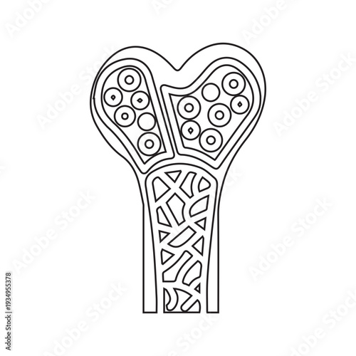 Bone cross-section illustration