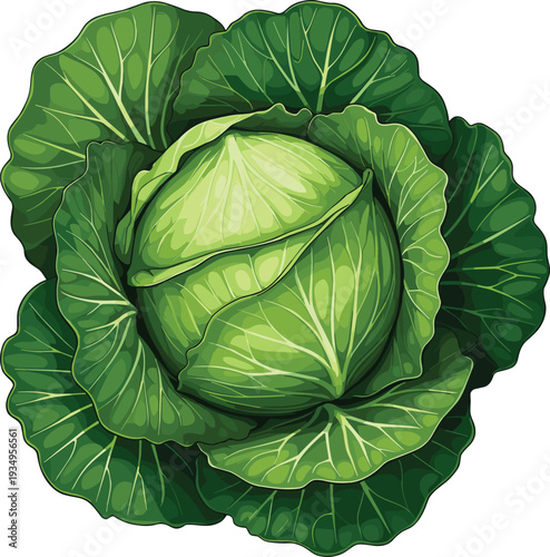 "Detailed illustration of fresh green cabbage with visible leaf veins, round head, layered outer leaves, showcasing natural texture, healthy vegetable design, and botanical realism"b