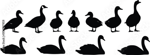 Bird silhouette illustration, duck and goose artwork, swan vector design, waterfowl graphic image, nature wildlife icon, aquatic animal artwork