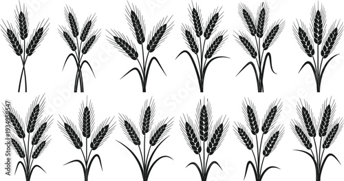 Wheat stalk silhouette illustration, grain crop artwork, agricultural plant vector, black and white design, farm harvest graphic, botanical nature image