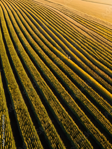 Sparrow flying above a field of golden wheat with its wings spread wide and the late afternoon sun casting dramatic shadows on the ripened crops below