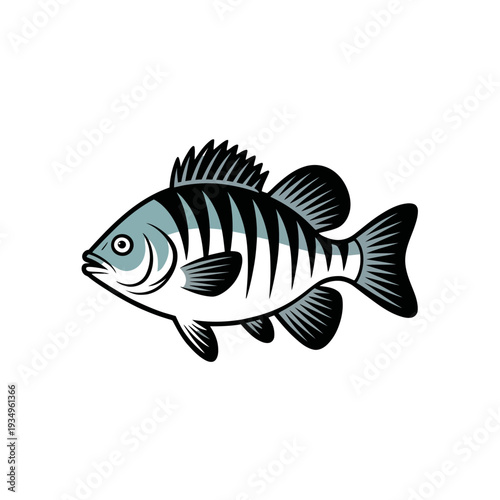 Striped fish with blue head and black fins white belly