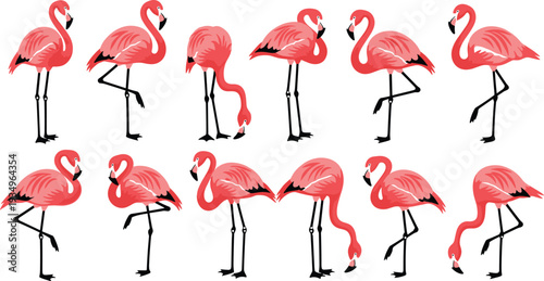 Pink Flamingo Character Set with Various Poses, Tropical Water Birds in Standing and Feeding Positions Vector Illustration.