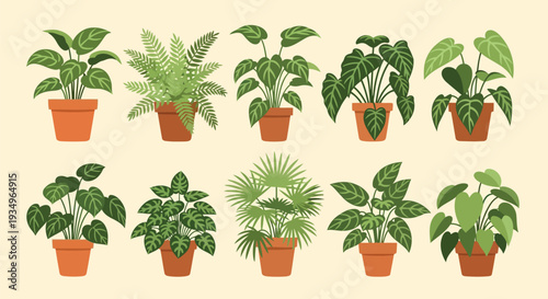 Collection Of Various Potted Houseplants Including Ferns And Monstera In Terracotta Pots For Interior Gardening And Home Decor Design Elements