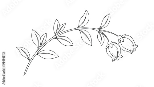 Delicate black and white line drawing of a curved branch with small leaves and two bell shaped flower buds on a white background.