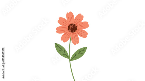Beautiful orange daisy flower on a thin green stem with two leaves isolated against a plain white background.
