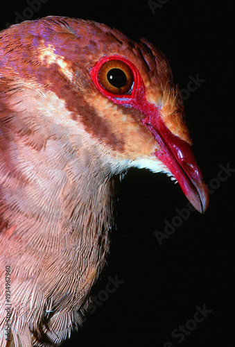 Ruddy quail-dove, Geotrygon montana