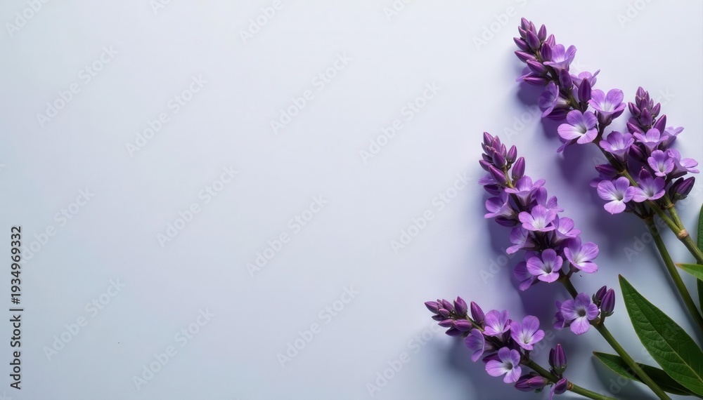 Fototapeta premium Delicate lavender blooms arranged on a soft gray backdrop Flat lay, square composition , texture, lavender