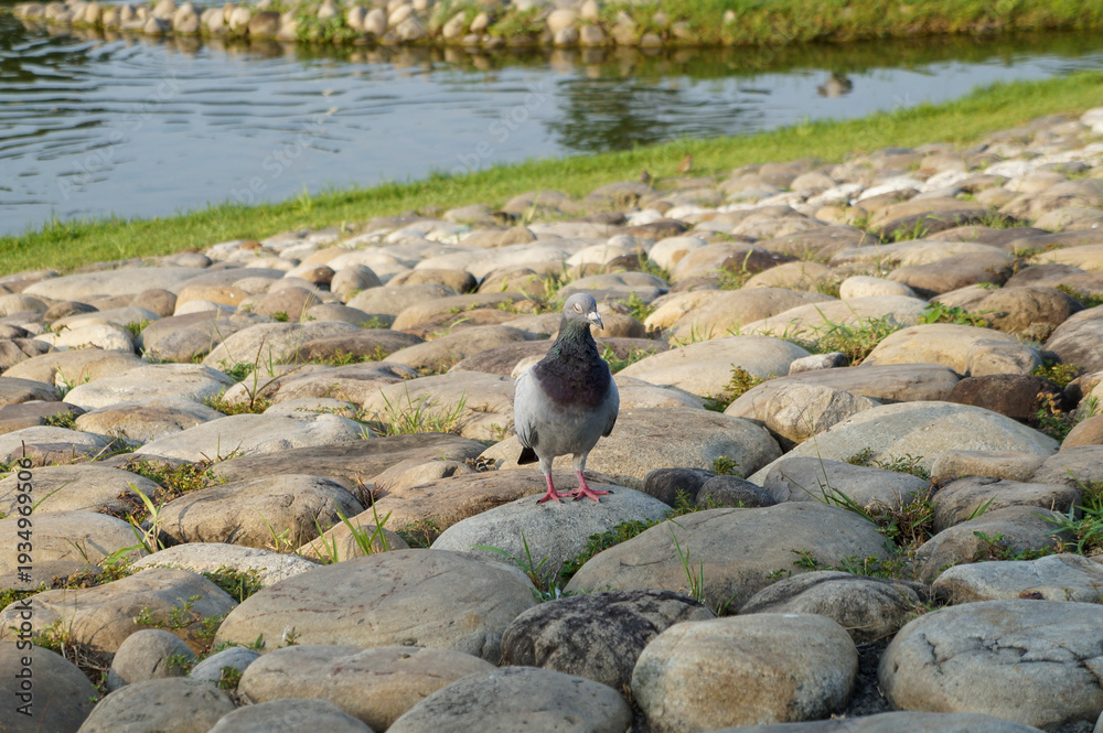 Fototapeta premium Peaceful scene of a pigeon on a stone bank with pond background.