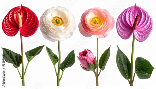 Vibrant anthurium and ranunculus blooms in red, white, pink, and purple stand gracefully with lush green leaves, showcasing delicate petals, bold textures, and elegant natural beauty in full blossom