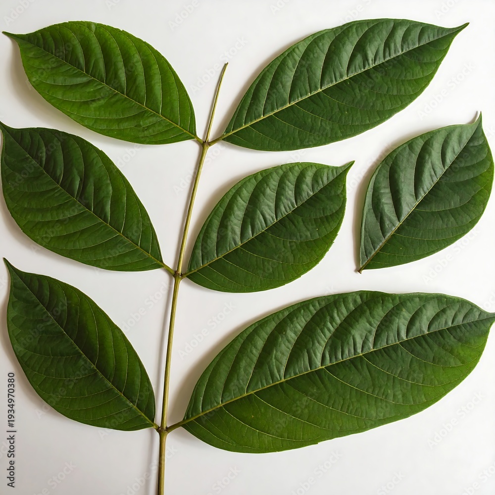 Naklejka premium A green plant stem with seven leaves on a white background