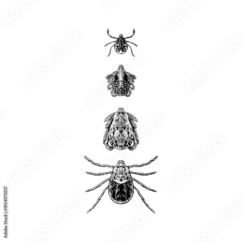 Hand-drawn vector illustration of Pacific Coast Tick in detailed vintage engraving style, showing multiple anatomical views with fine ink linework. Scientific entomology illustration.