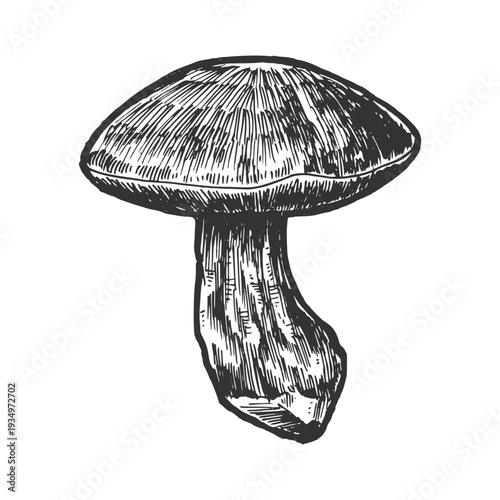 Porcini mushroom illustration. Vintage sketch engraving vector.