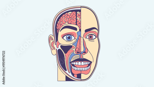 Human Head Anatomy Illustration Detailed View.