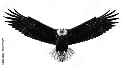 A bald eagle flies directly towards the camera with its wings spread wide