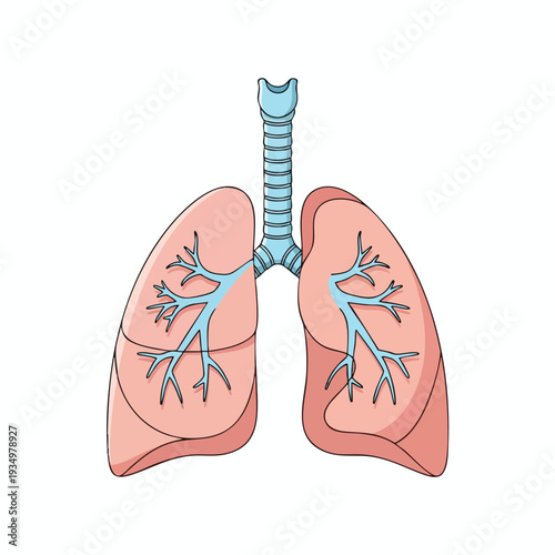 Detailed Illustration of Human Lungs with Bronchial Tree Structure for Medical and Educational Use