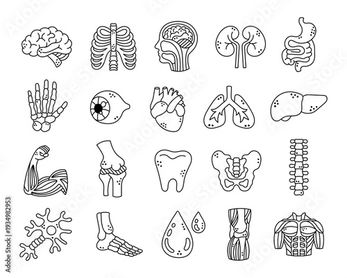 Human anatomy set in outline line art featuring educational medical organs skeletal muscular nervous systems for healthcare biology science classroom reference material