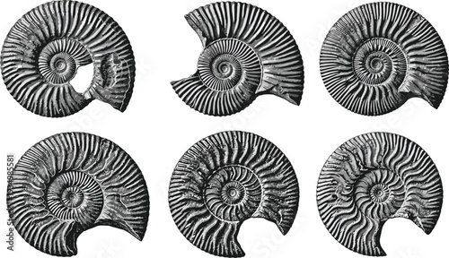Ammonite Fossil Collection Vector Illustration in Vintage Engraving Style, Prehistoric Marine Shell Paleontology Scientific Artwork Set