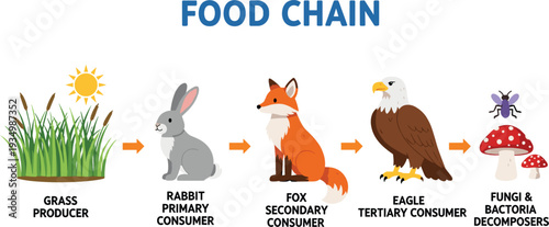 Food Chain Diagram with Grass, Rabbit, Fox, Eagle, and Decomposers for Educational, Science, and Ecology Designs