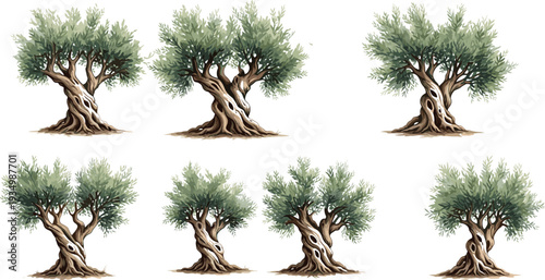 Olive Tree Landscape Vector Illustration Set with Detailed Trunk and Lush Green Foliage Isolated for Mediterranean Agriculture Design