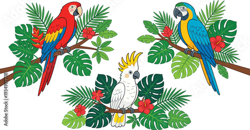 Tropical parrots and cockatoo birds sitting on branches with monstera leaves and hibiscus flowers vector illustration set