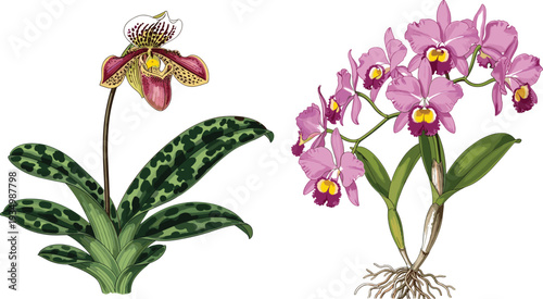 Orchid Botanical Vector Illustration Set with Paphiopedilum and Cattleya Flowers, Vintage Engraving Style Floral Artwork Design