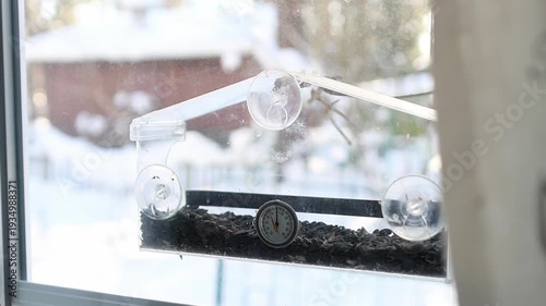 Wild bird perched on window feeder with seeds. Cold weather environment, nature observation and backyard wildlife lifestyle. Blue tit birdwatching.