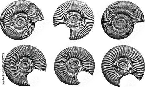 Vintage Ammonite Fossil Set Vector Illustration, Prehistoric Marine Shell Engraving Style Paleontology Scientific Artwork Collection