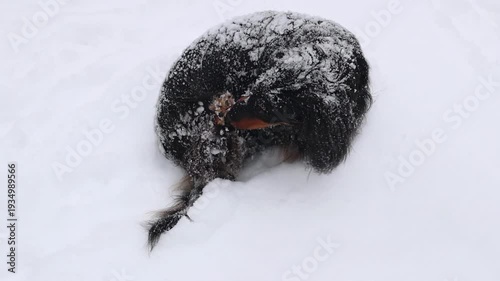 Small dog stratching in deep snow on forest path. Winter pet activity, joyful outdoor lifestyle and seasonal nature scene. Black longhaired dachshund under snow.