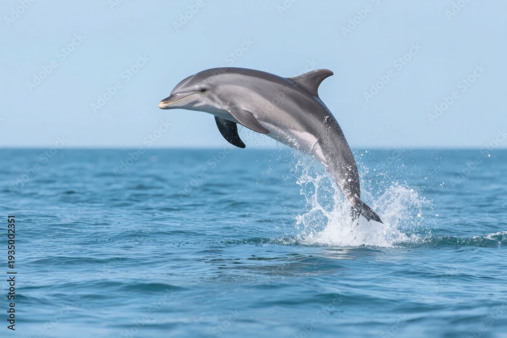 Fototapeta premium Dolphin leaping out of the ocean with splash against clear blue sky