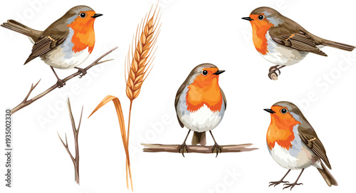 Robin Bird Illustration Set with Perched European Robin and Wheat Ears Watercolor Style Collection.