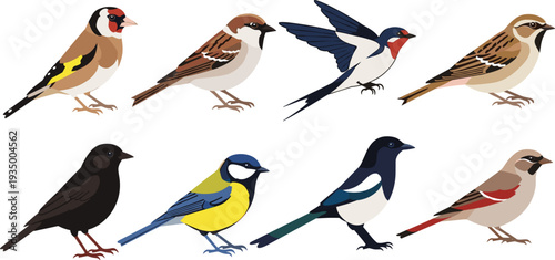 Collection of common wild birds and colorful garden songbird species set