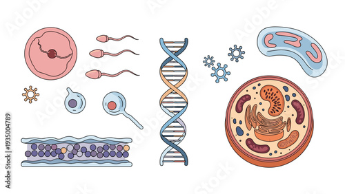 Collection of biological illustrations includes human egg sperm DNA helix mitochondria and various cell structures for scientific study.