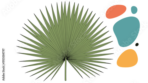 Large green fan palm leaf shows detailed pleats and symmetrical shape accompanied by abstract colorful organic forms on the side.